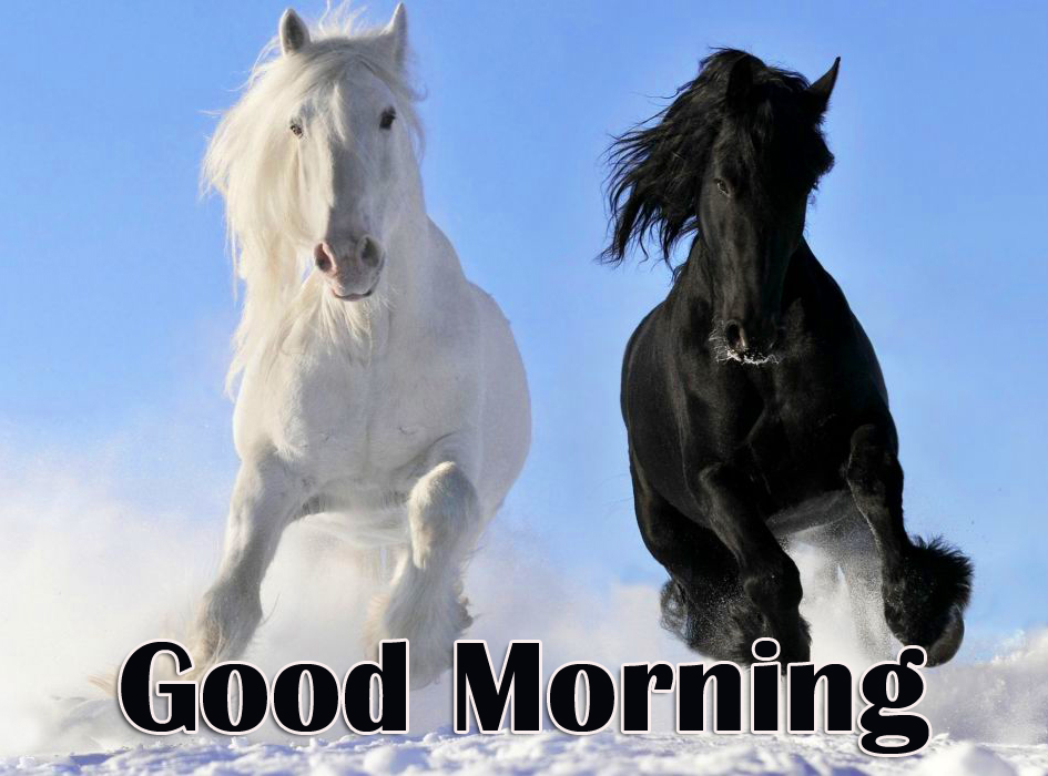Running Horses Good Morning Pic