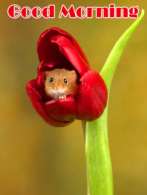 Squirrel in Tulip with Good Morning Wish