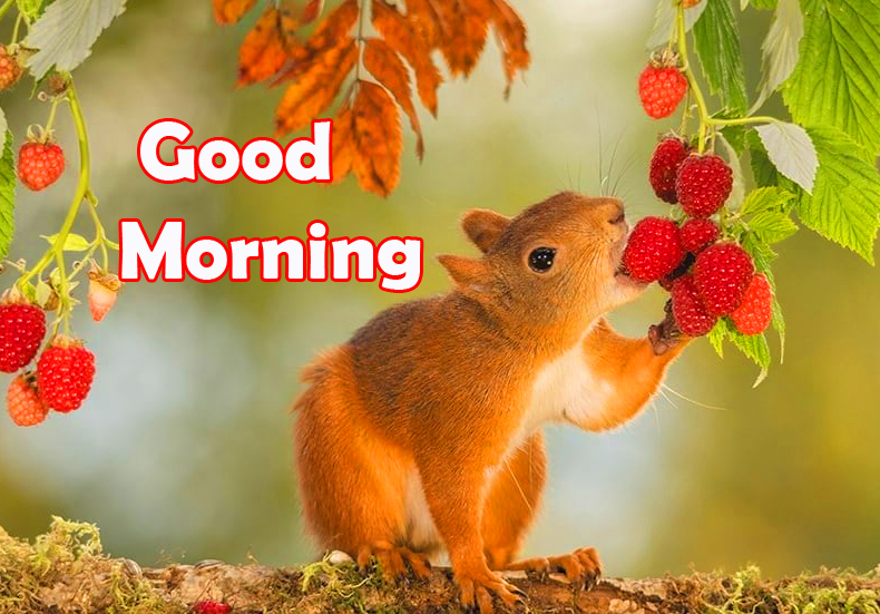 Squirrel with Raspberry and Good Morning Wish