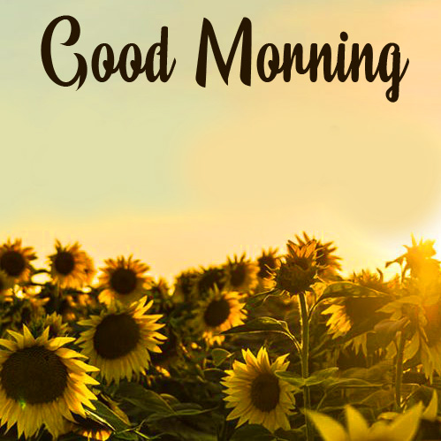 Sunflowers Good Morning Wallpaper