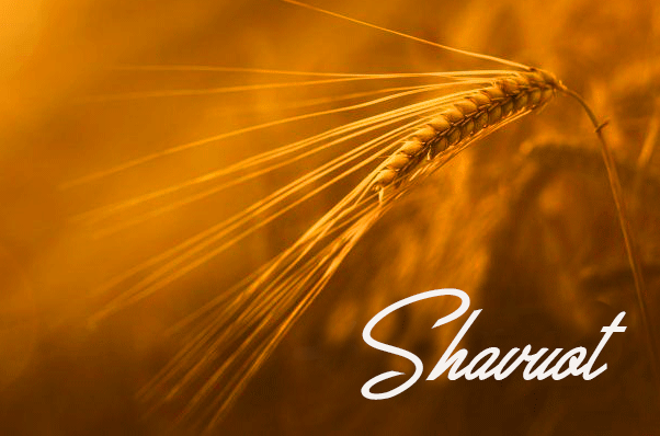 Sunlight Wheat Happy Shavuot Image