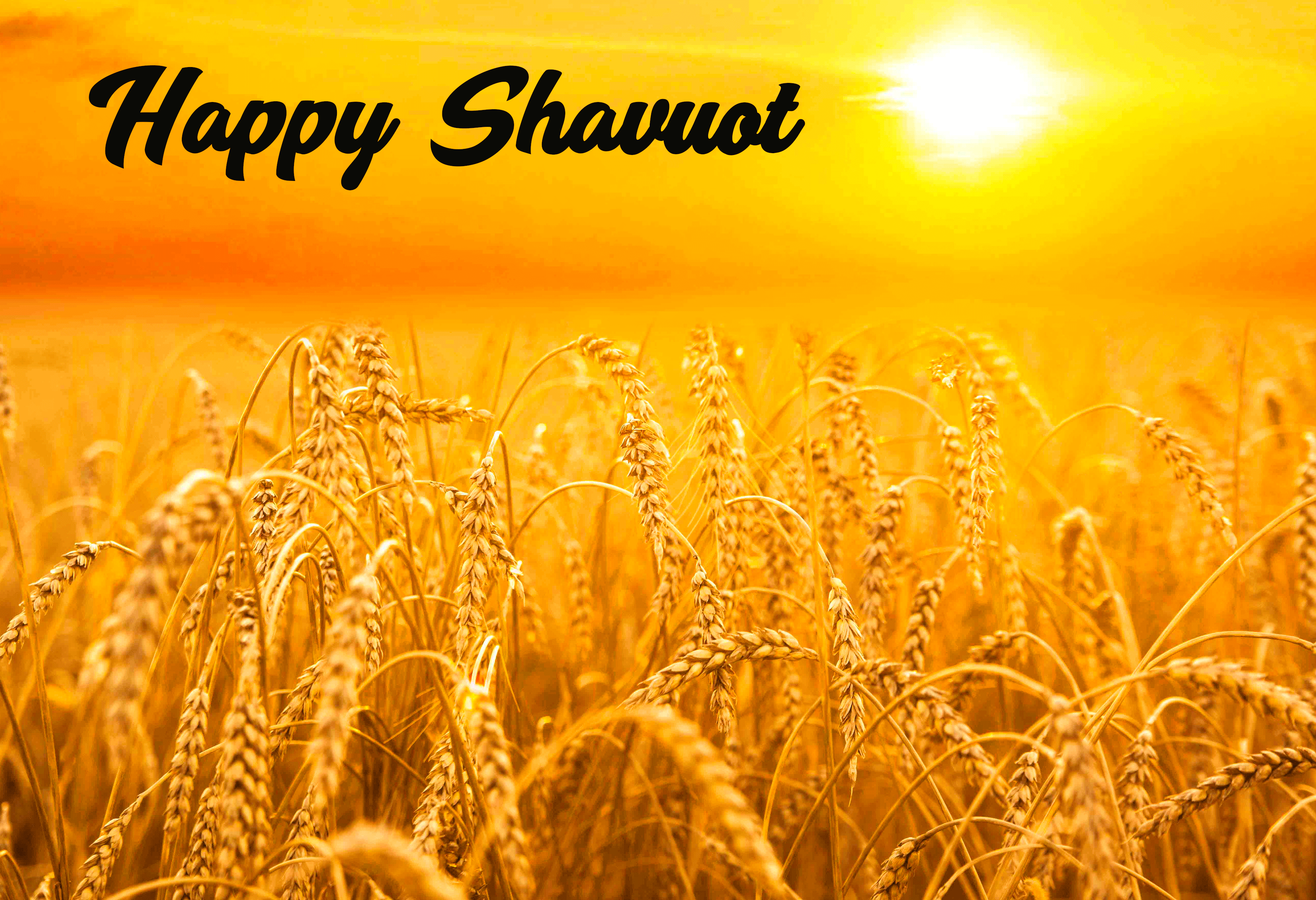 Sunshine Beautiful Wheat Happy Shavuot Wallpaper