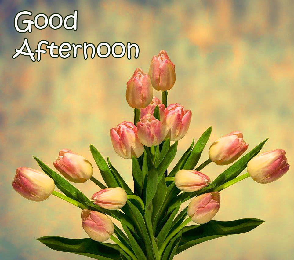 Tulips Flowers Good Afternoon Wallpaper