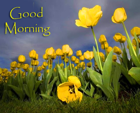 Tulips Yellow Good Morning Picture