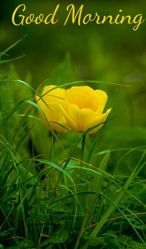 Yellow Flower Good Morning Image