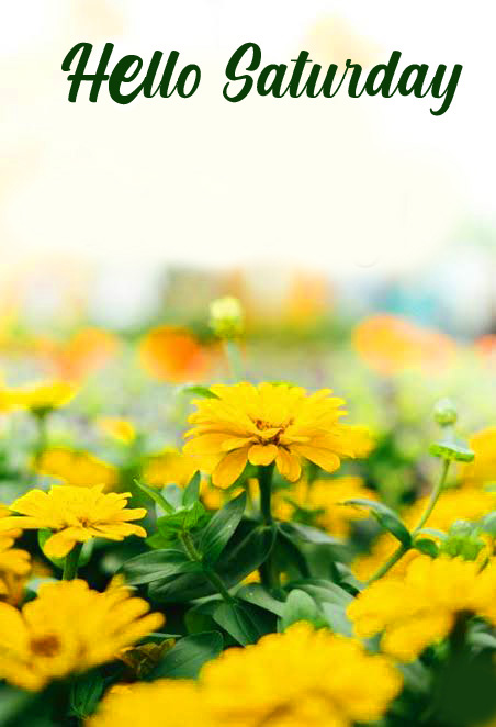 Yellow-Flowers-HD-Hello-Saturday-Wallpaper