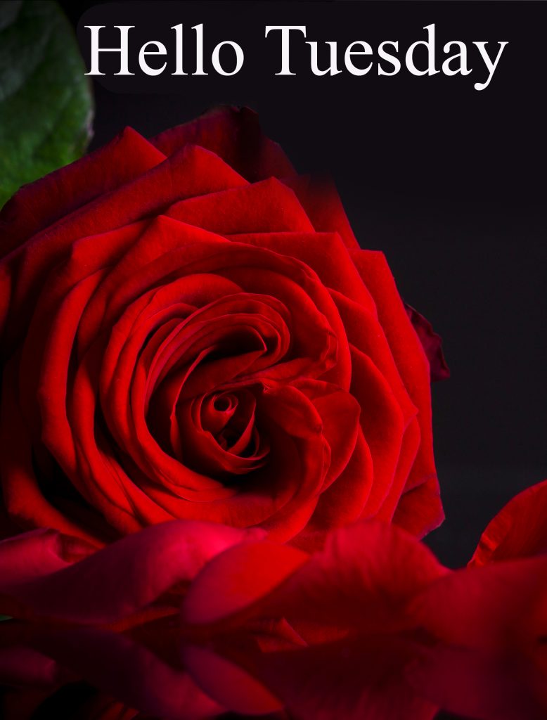 Red-Beautiful-Rose-Hello-Tuesday-Image