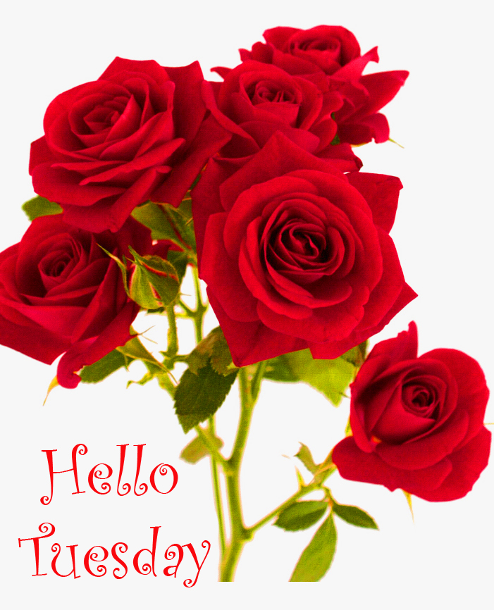Red-Rose-Flowers-Hello-Tuesday-Pic