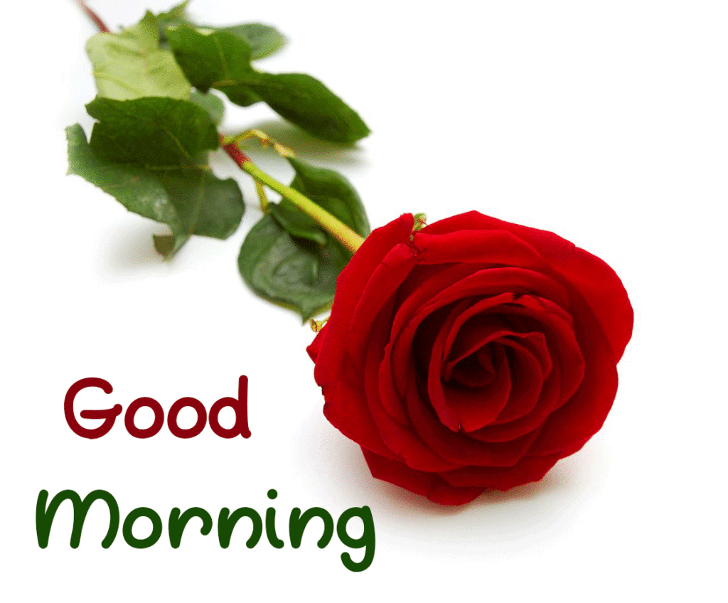 Good Morning My Love Rose Picture