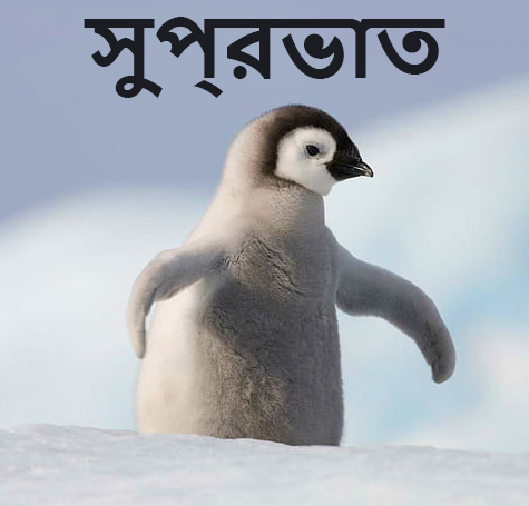 Baby Penguin  Bengali Good Morning Wallpaper