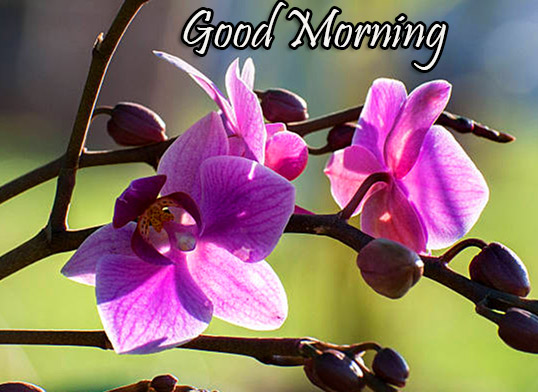 Beautiful Pink Flowers Good Morning Photo