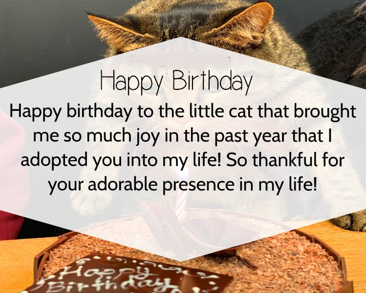 Cat Birthday Message