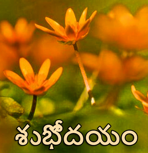 Flowers Good Morning HD Image