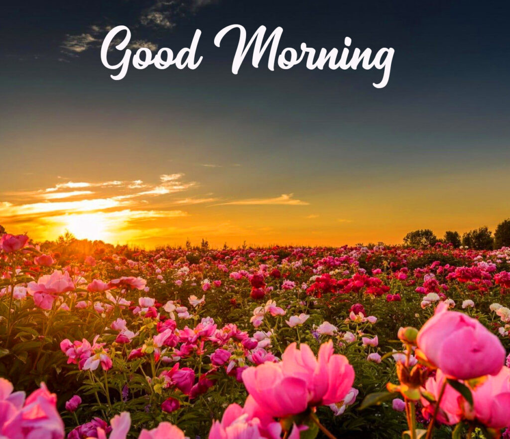 Good Morning Flower Bouquet Images