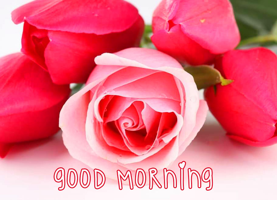 Good Morning Flower Images Free Download