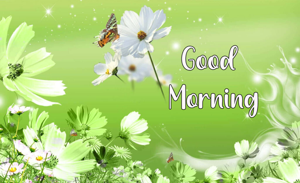 Good Morning Flower hd