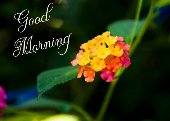 Good Morning Flowers Photo