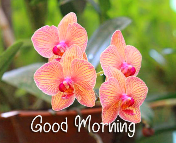 Good Morning Wish with Flowers
