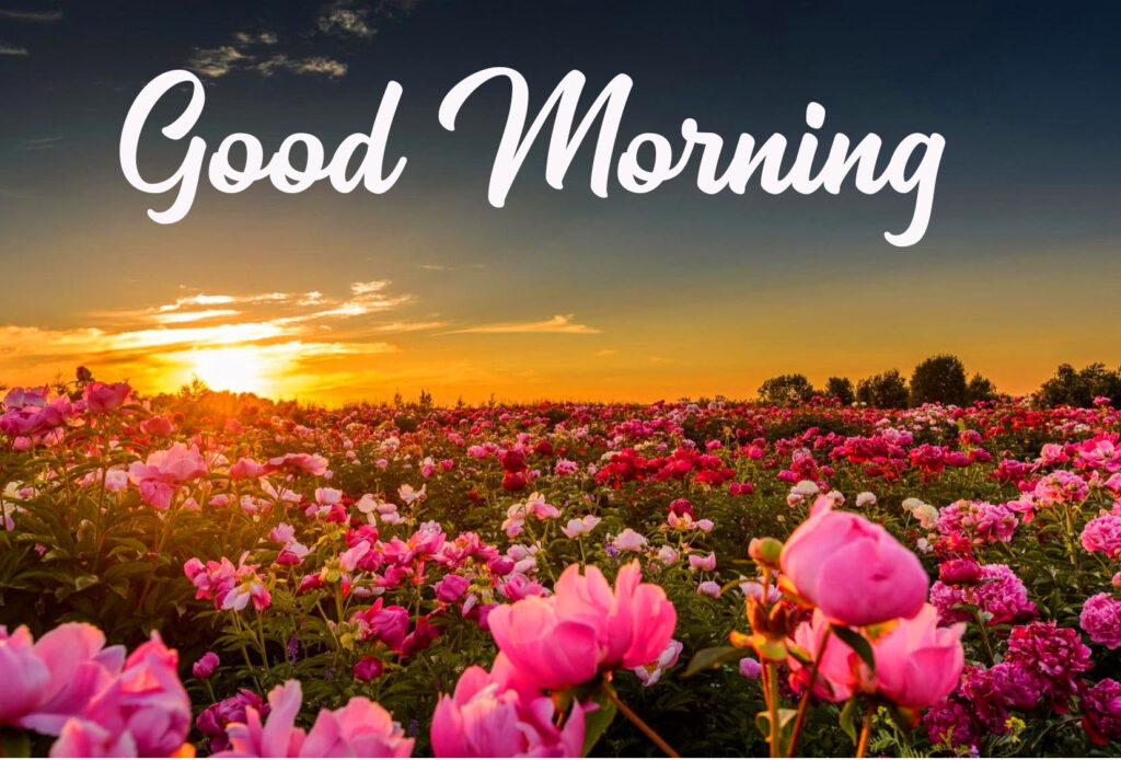 Good Morning fFower Images Hd