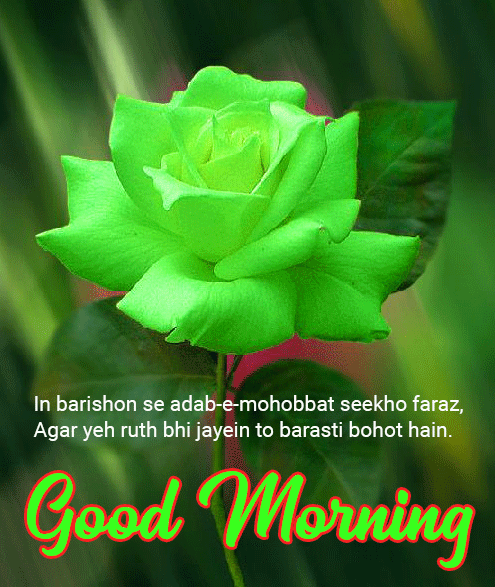 Good Morning with Green Rose