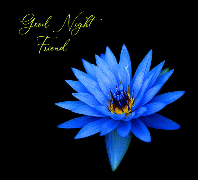 Good Night Flower