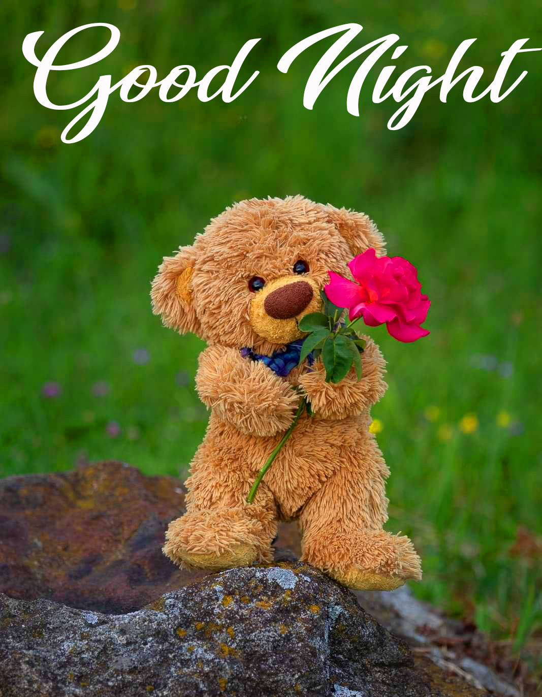 Good Night Teddy Bear Images - Good Morning Images HD