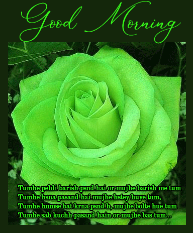 HD Rose Good Morning Quote Picture