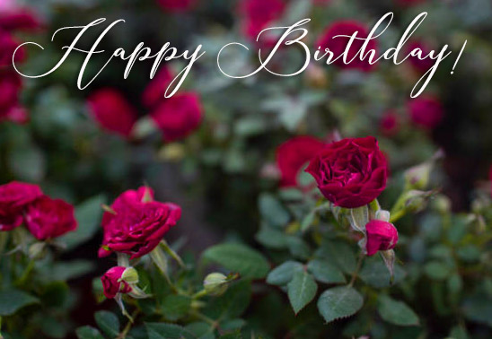 HD Roses Happy Birthday Image