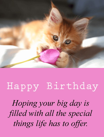 Happy Birthday Cat Sweet Image