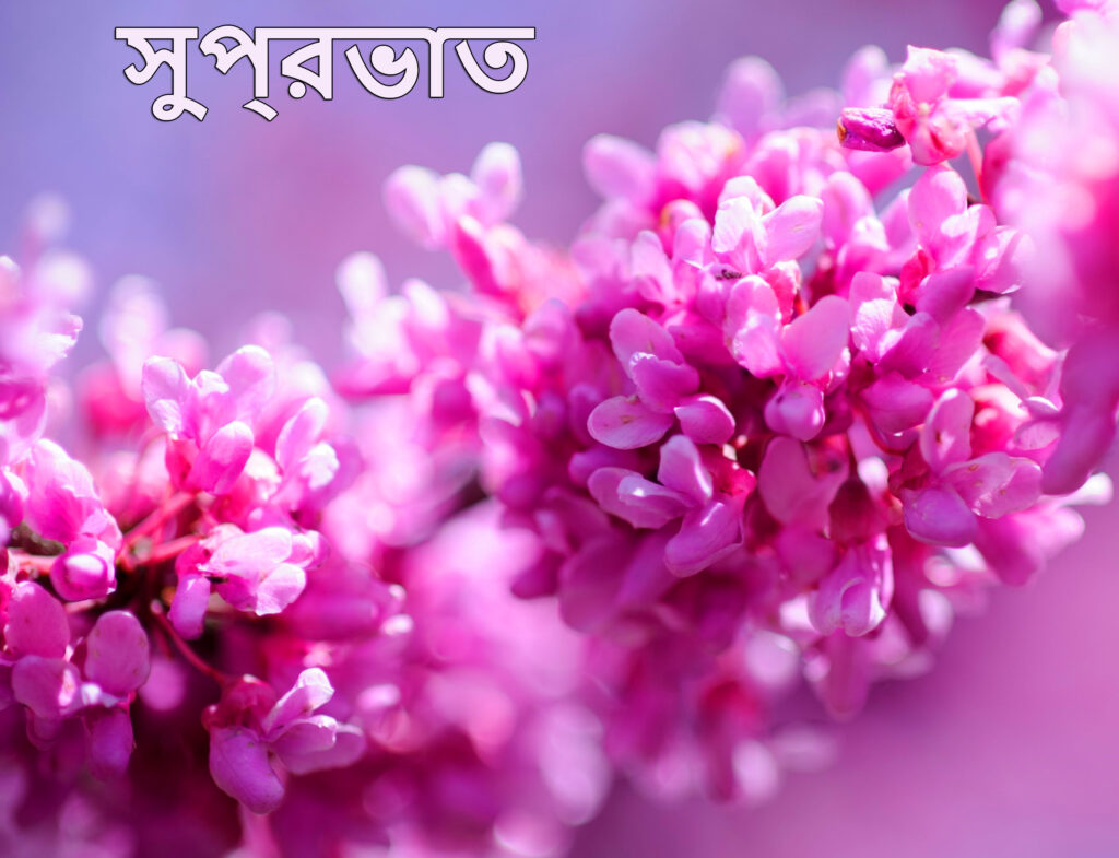 Nice Bengali Good Morning SMS