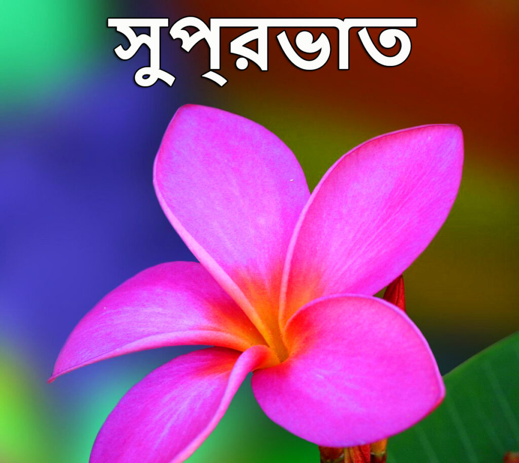 WhatsApp Good Morning Bengali