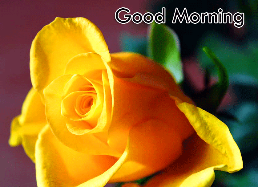 Beautiful Rose Good Morning Quotes
